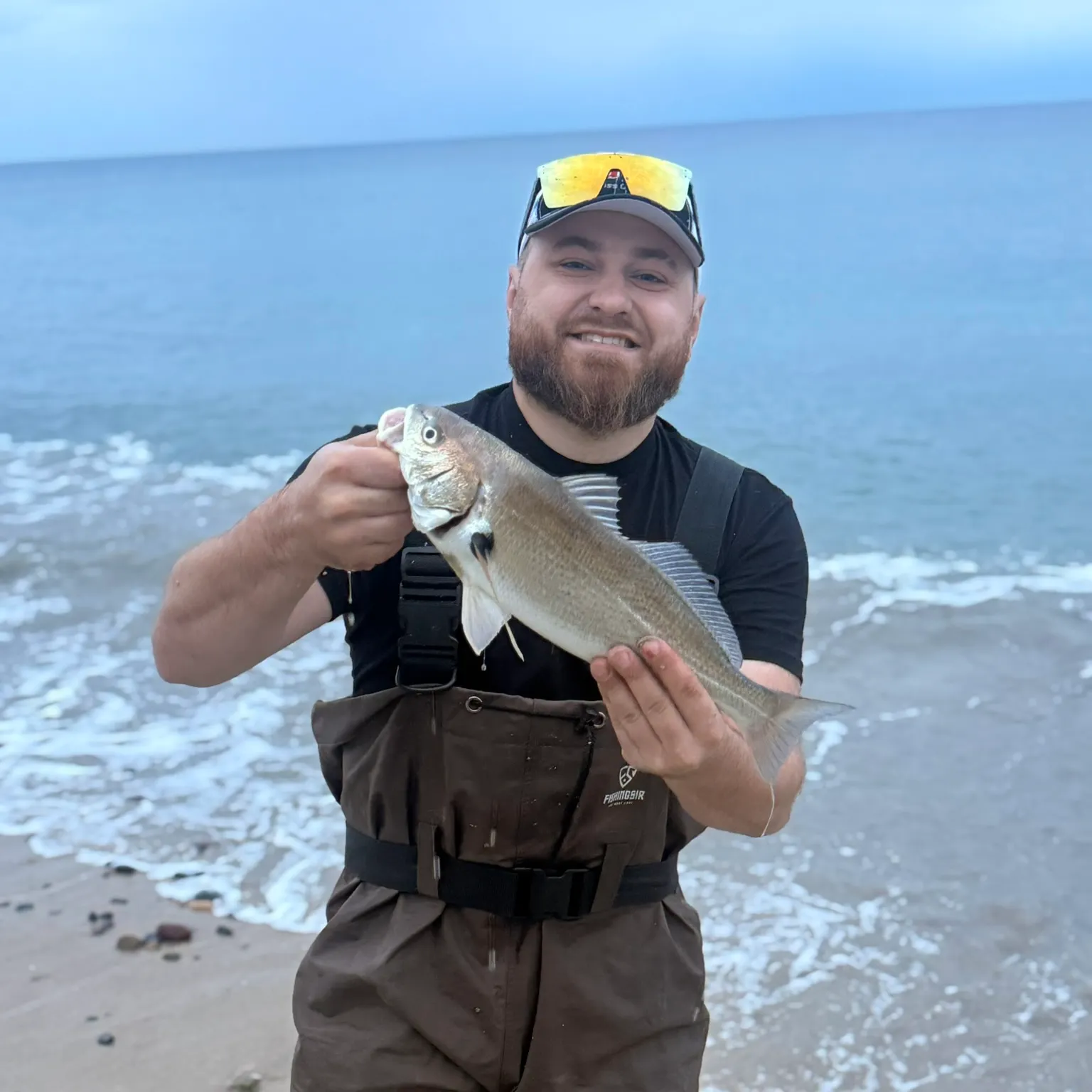 The most recent Spotfin croaker catches on Fishbrain