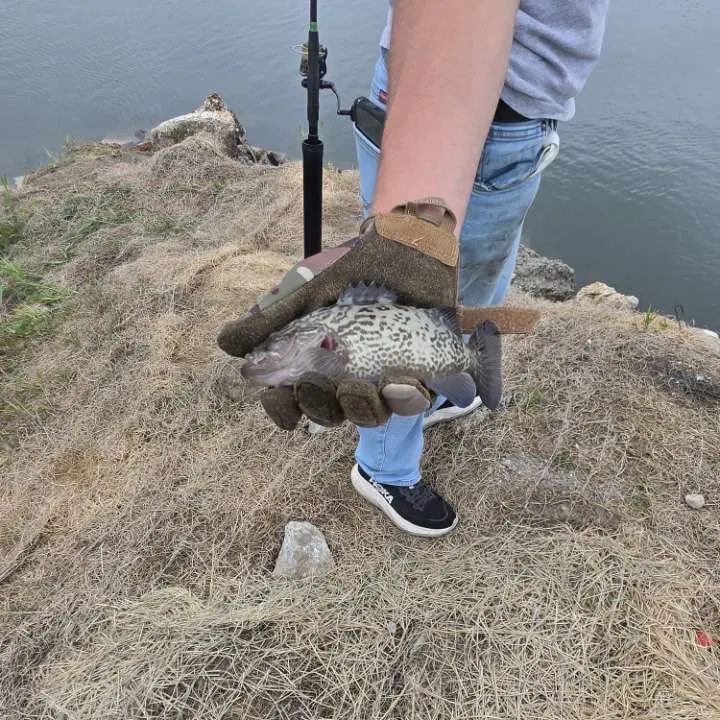 Gag grouper caught on Fishbrain