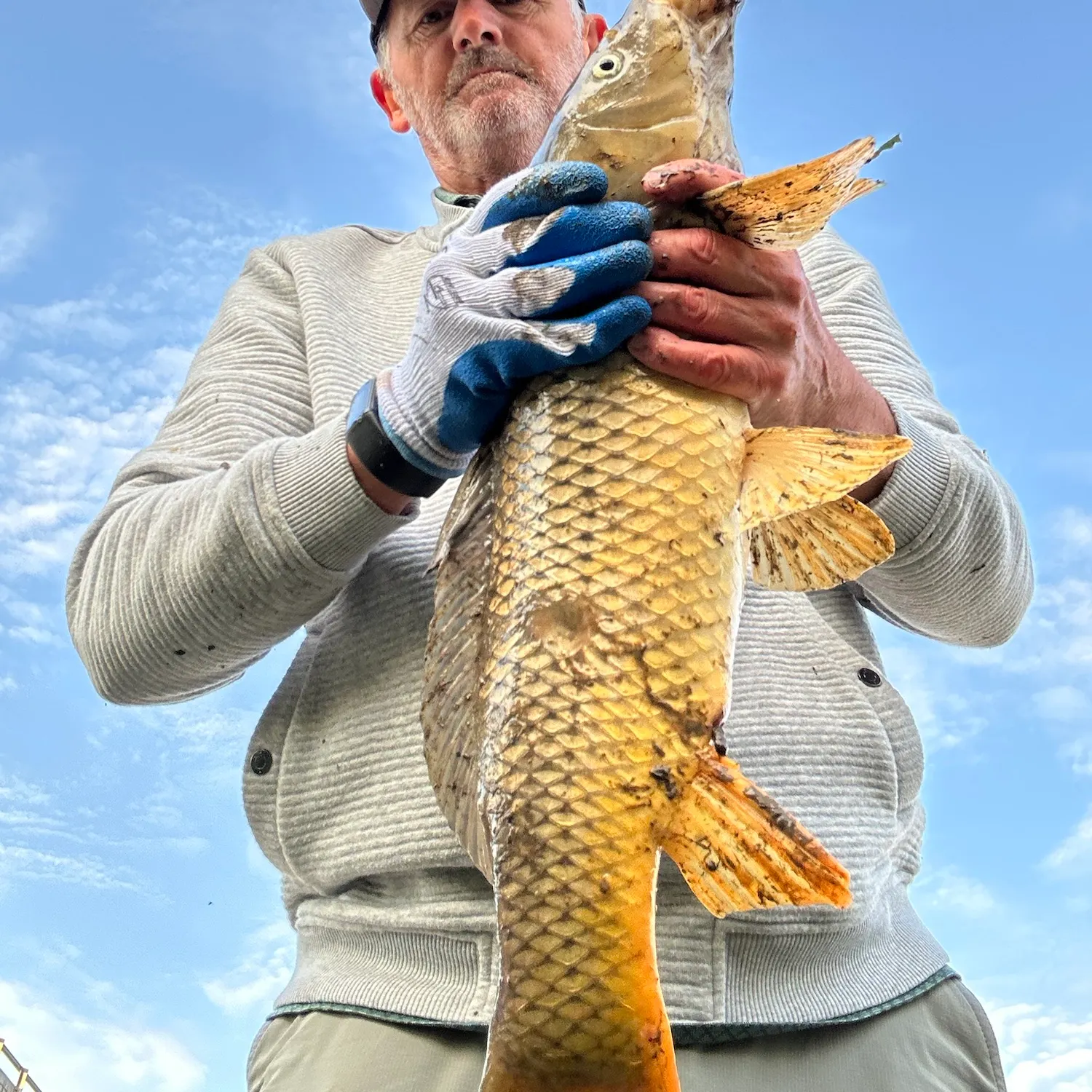 Common carp caught on Fishbrain