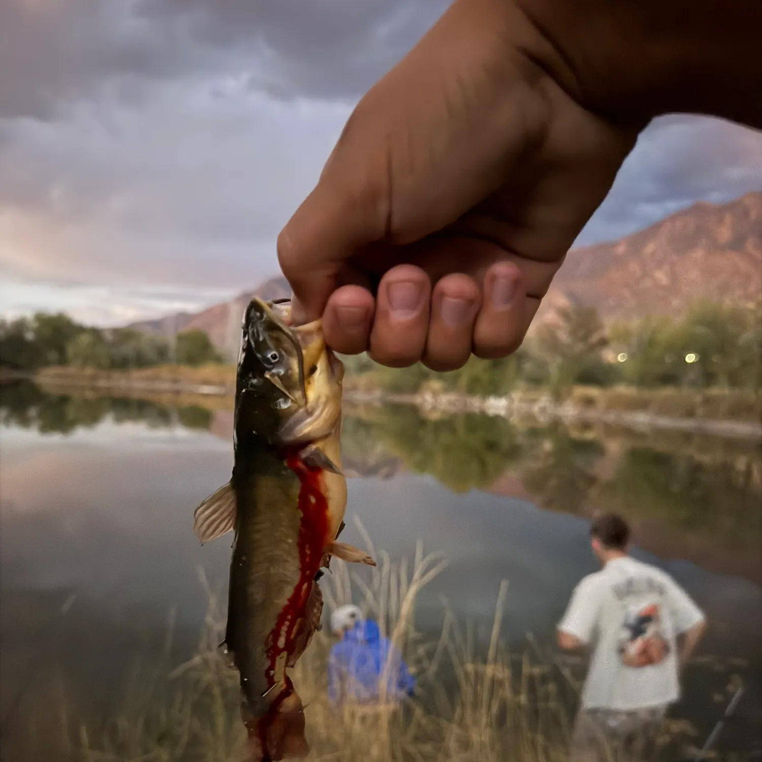 Fish caught on Fishbrain