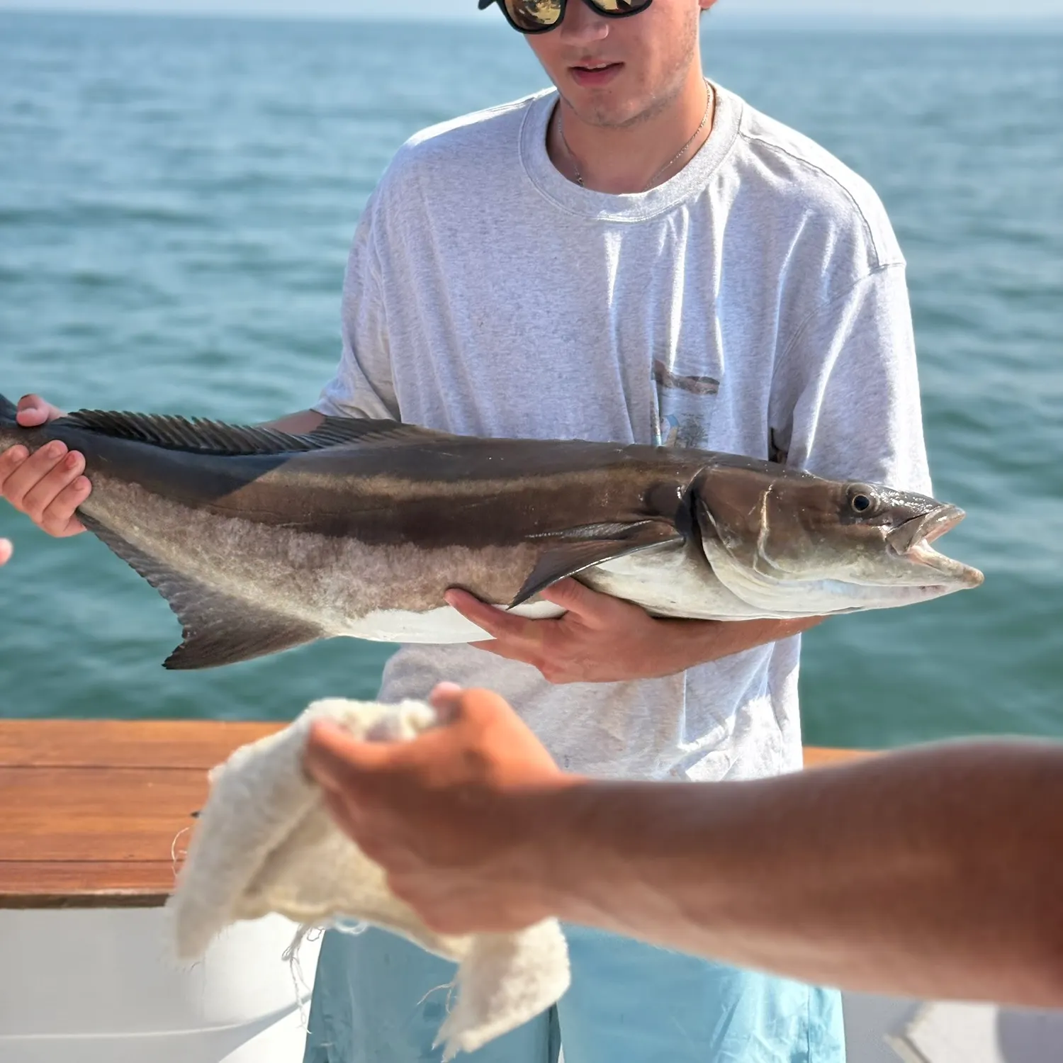 The most recent Cobia catches on Fishbrain