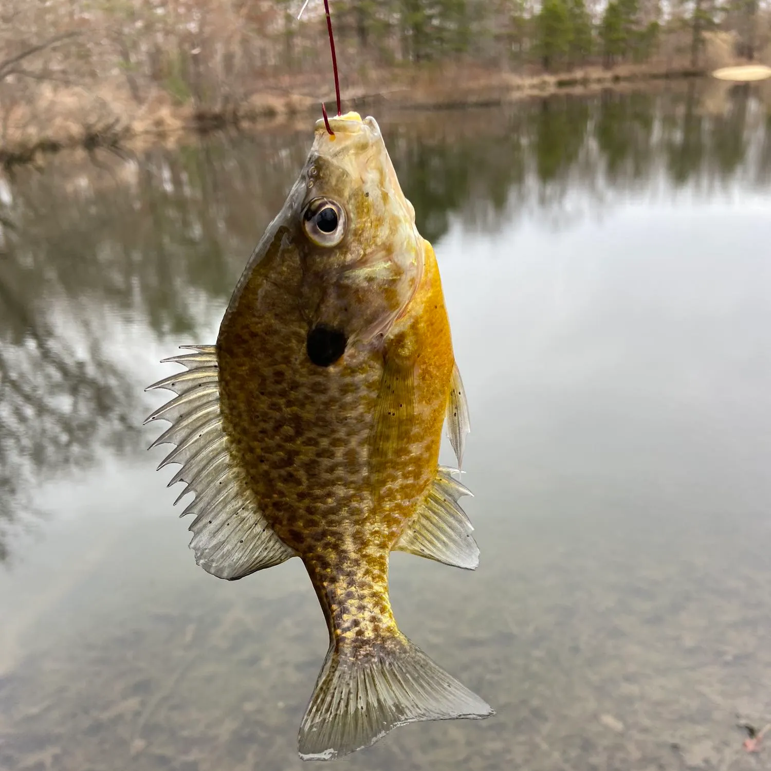 Pumpkinseed caught on Fishbrain