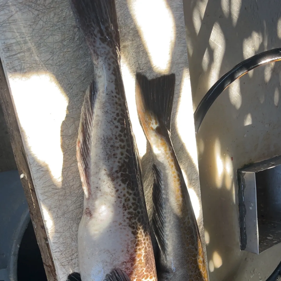 The most recent Lingcod catches on Fishbrain