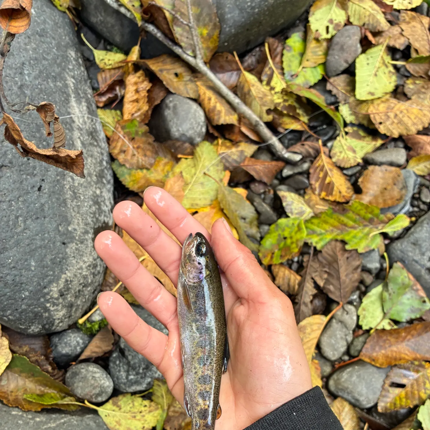 Rainbow trout caught on Fishbrain