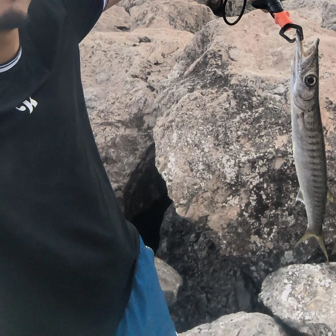 The most recent Mexican barracuda catches on Fishbrain