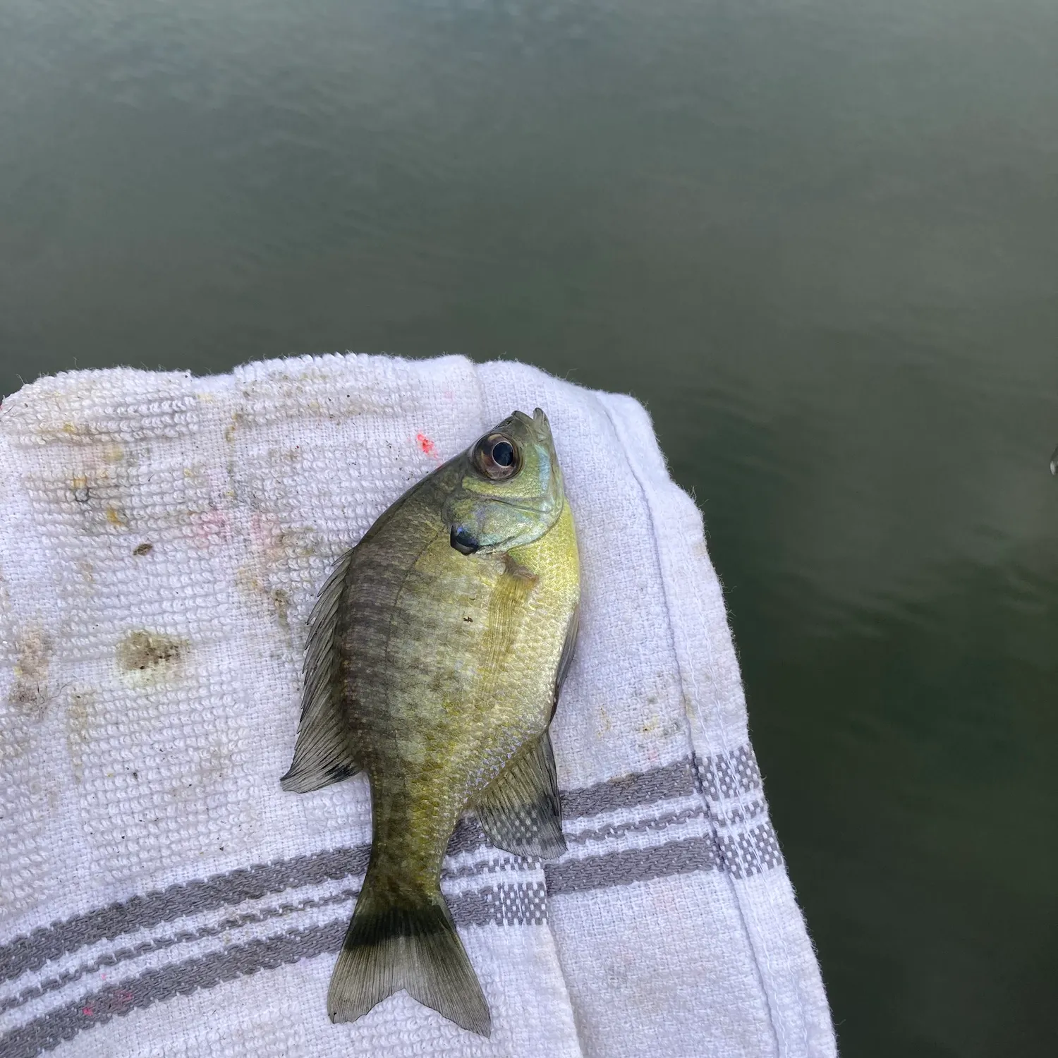 Bluegill caught on Fishbrain