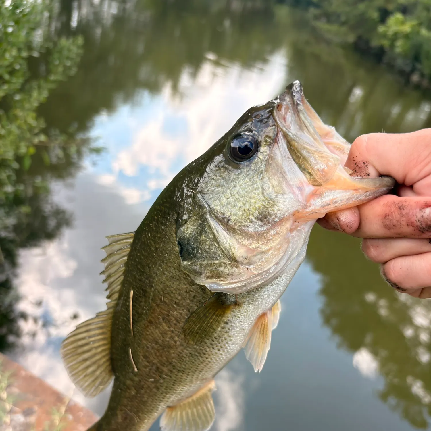 Largemouth bass caught on Fishbrain