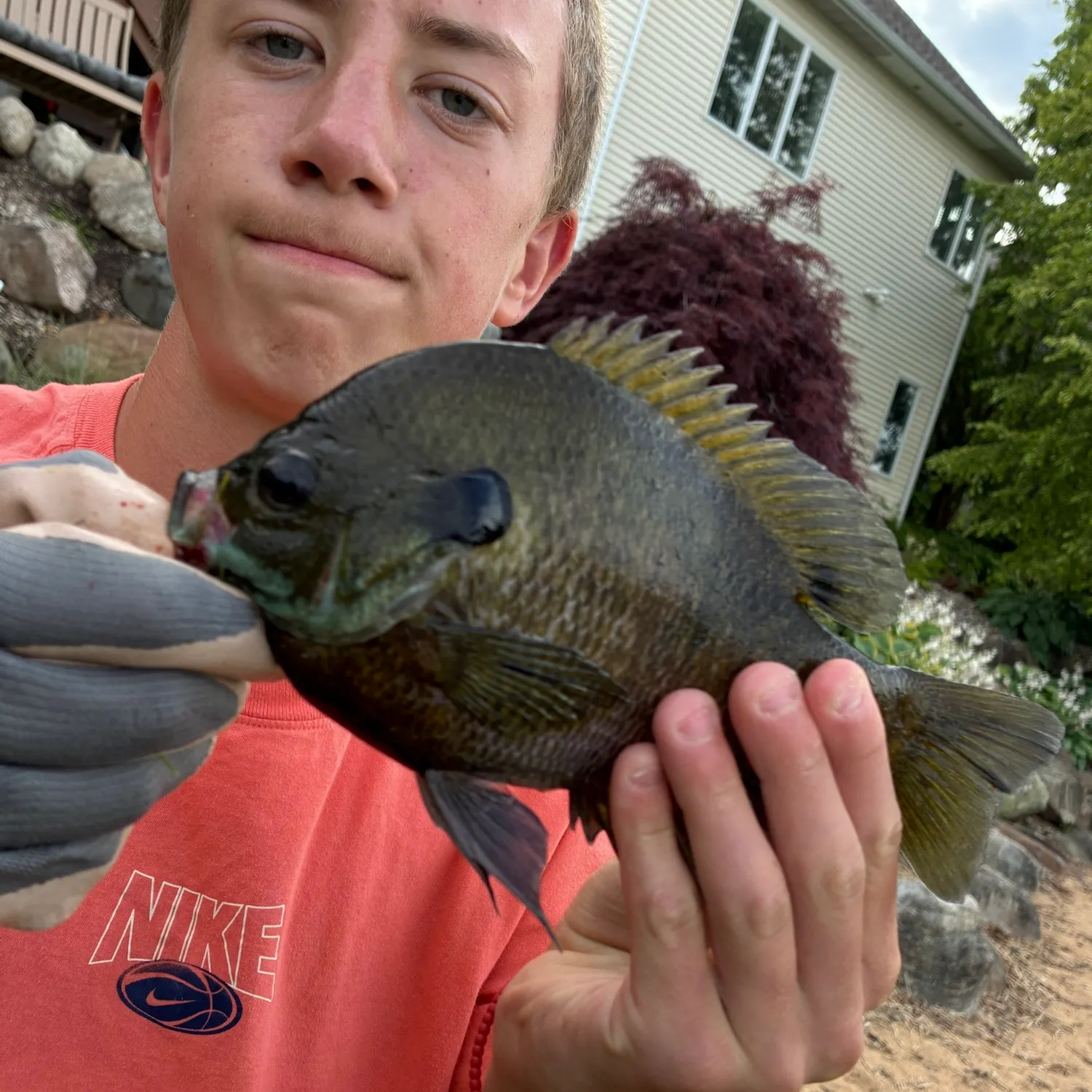 Bluegill caught on Fishbrain