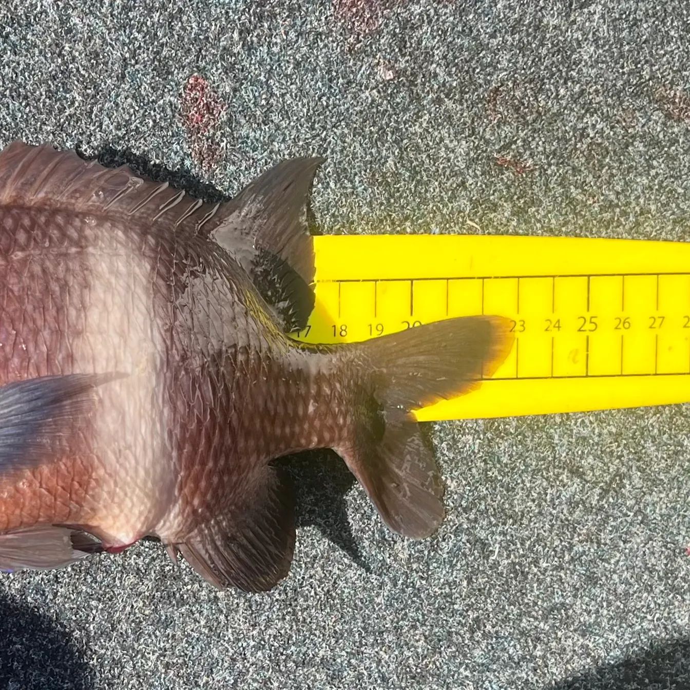 The most recent Girdled scalyfin catches on Fishbrain