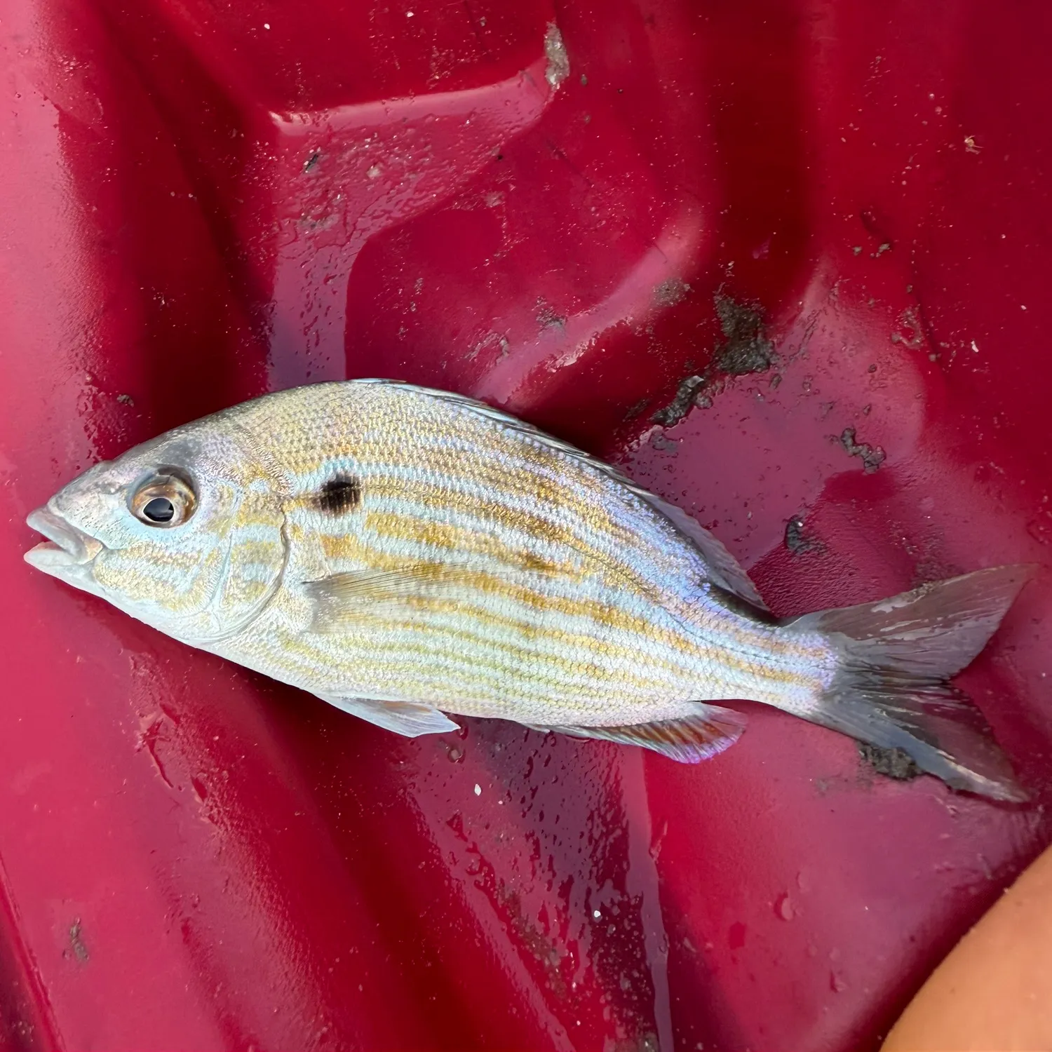 Pinfish caught on Fishbrain