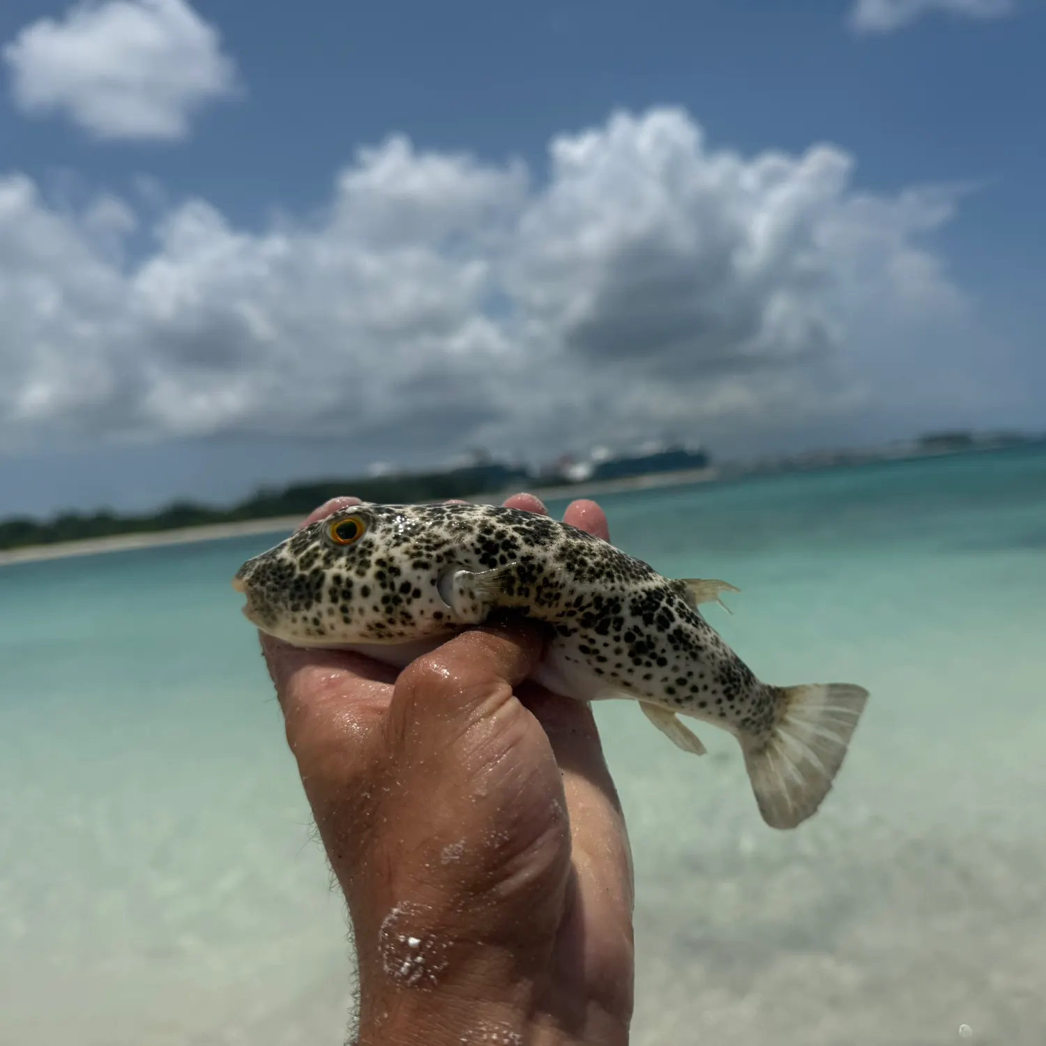 The most recent Checkered puffer catches on Fishbrain