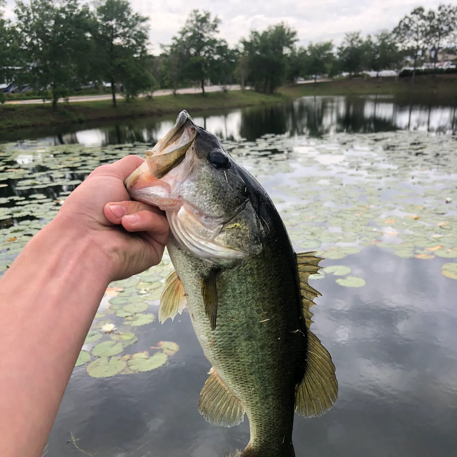 angler catch