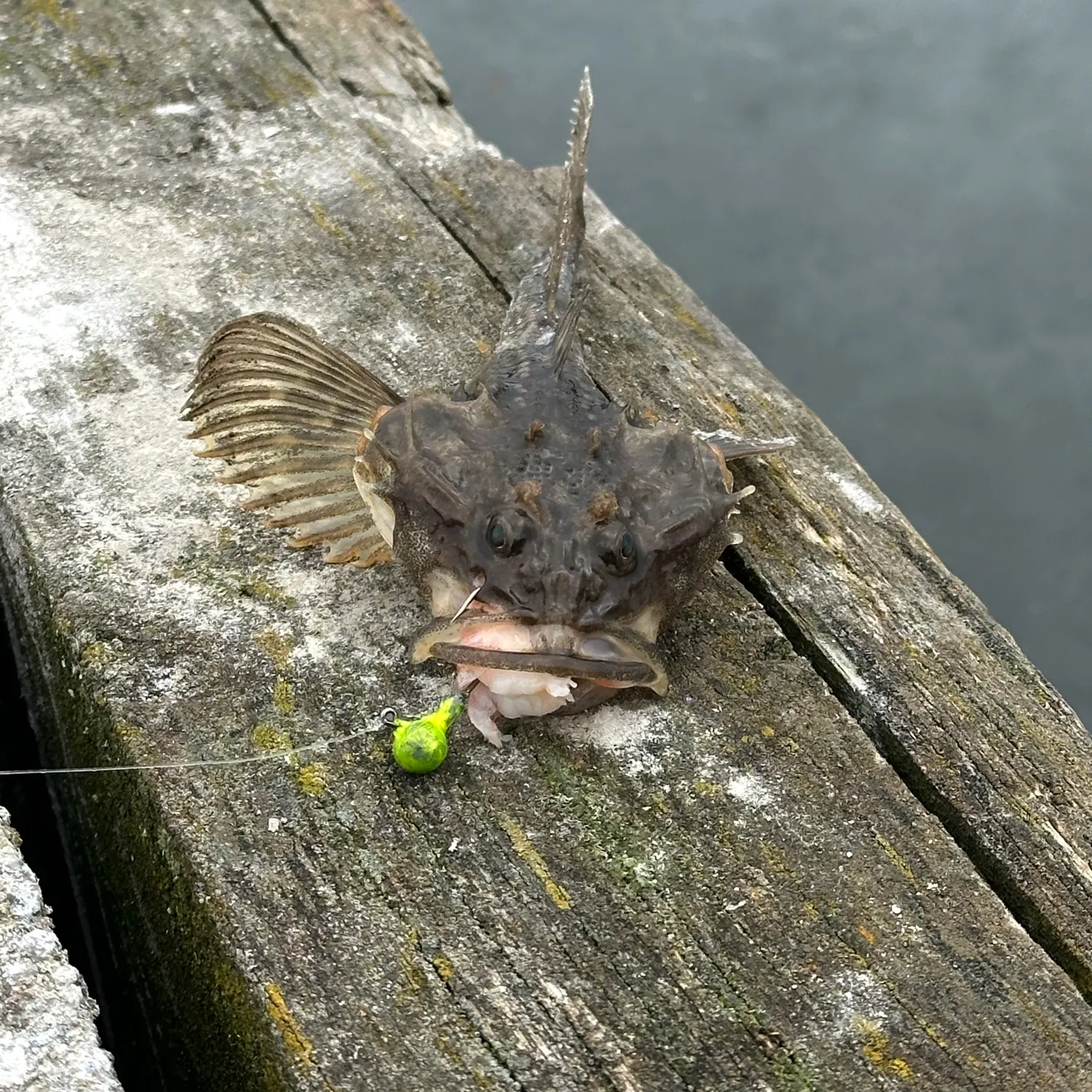 The most recent Shorthorn sculpin catches on Fishbrain