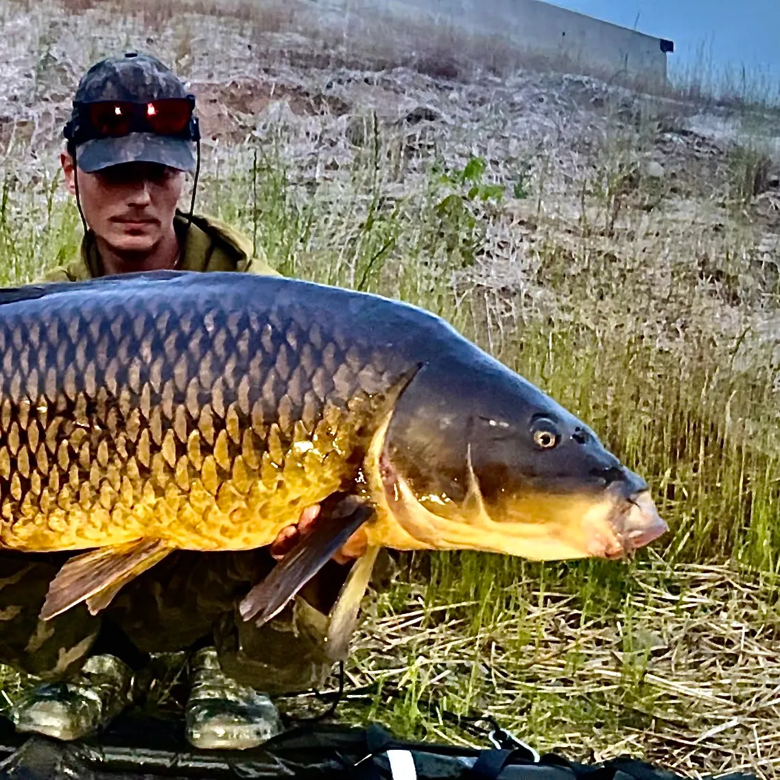 Common carp caught on Fishbrain