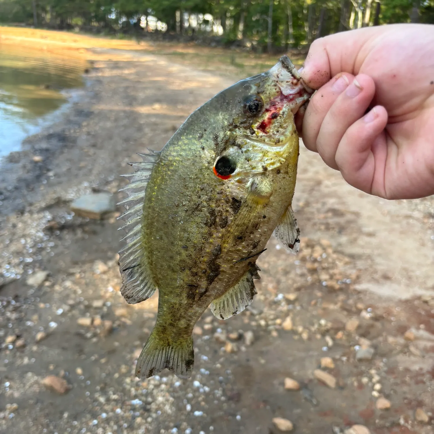 Redear sunfish caught on Fishbrain