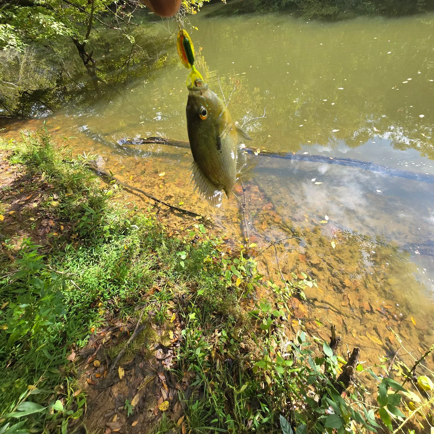 Black bullhead caught on Fishbrain