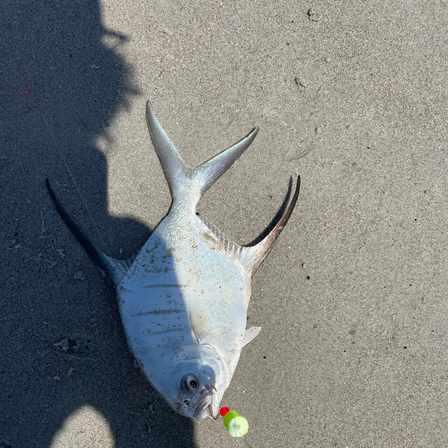 The most recent Palometa catches on Fishbrain