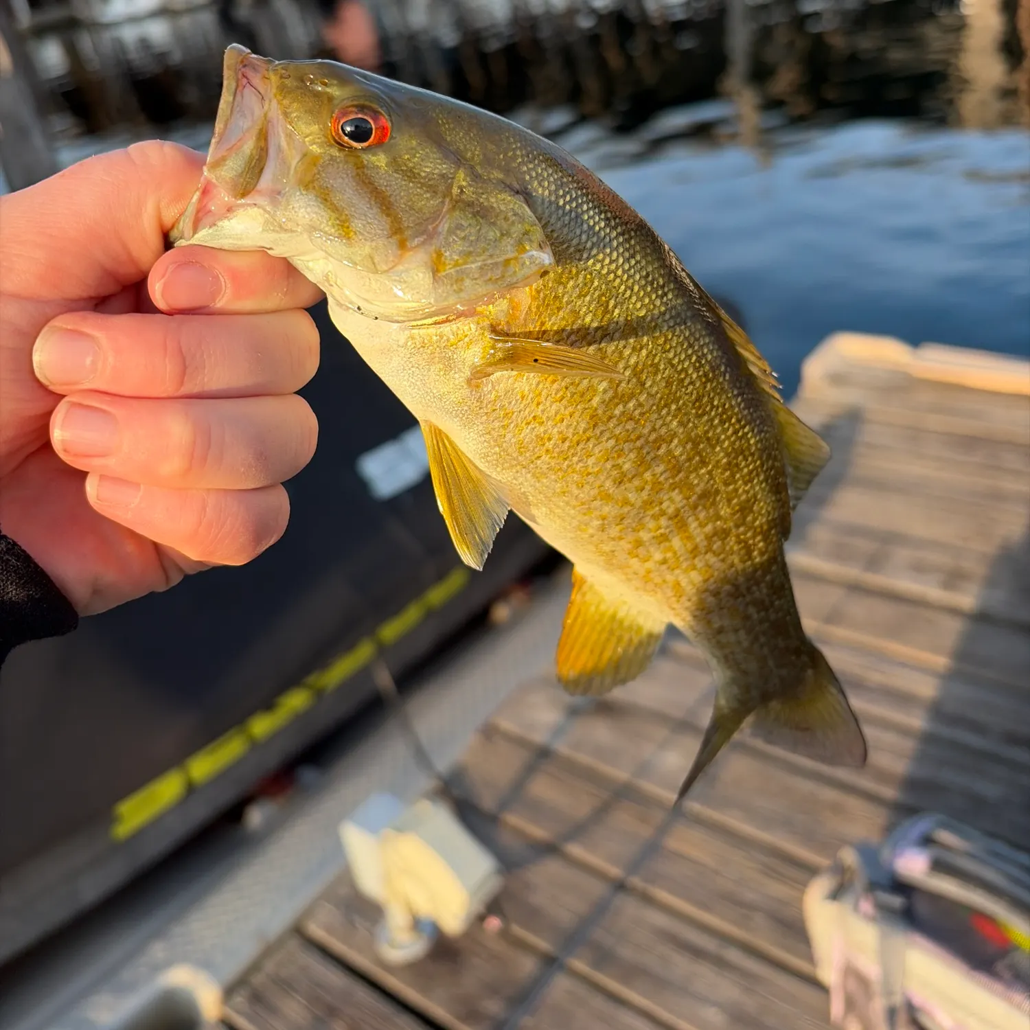 Smallmouth bass caught on Fishbrain