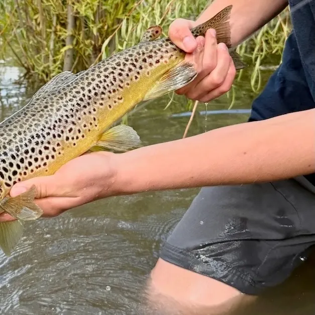 Brown trout caught on Fishbrain