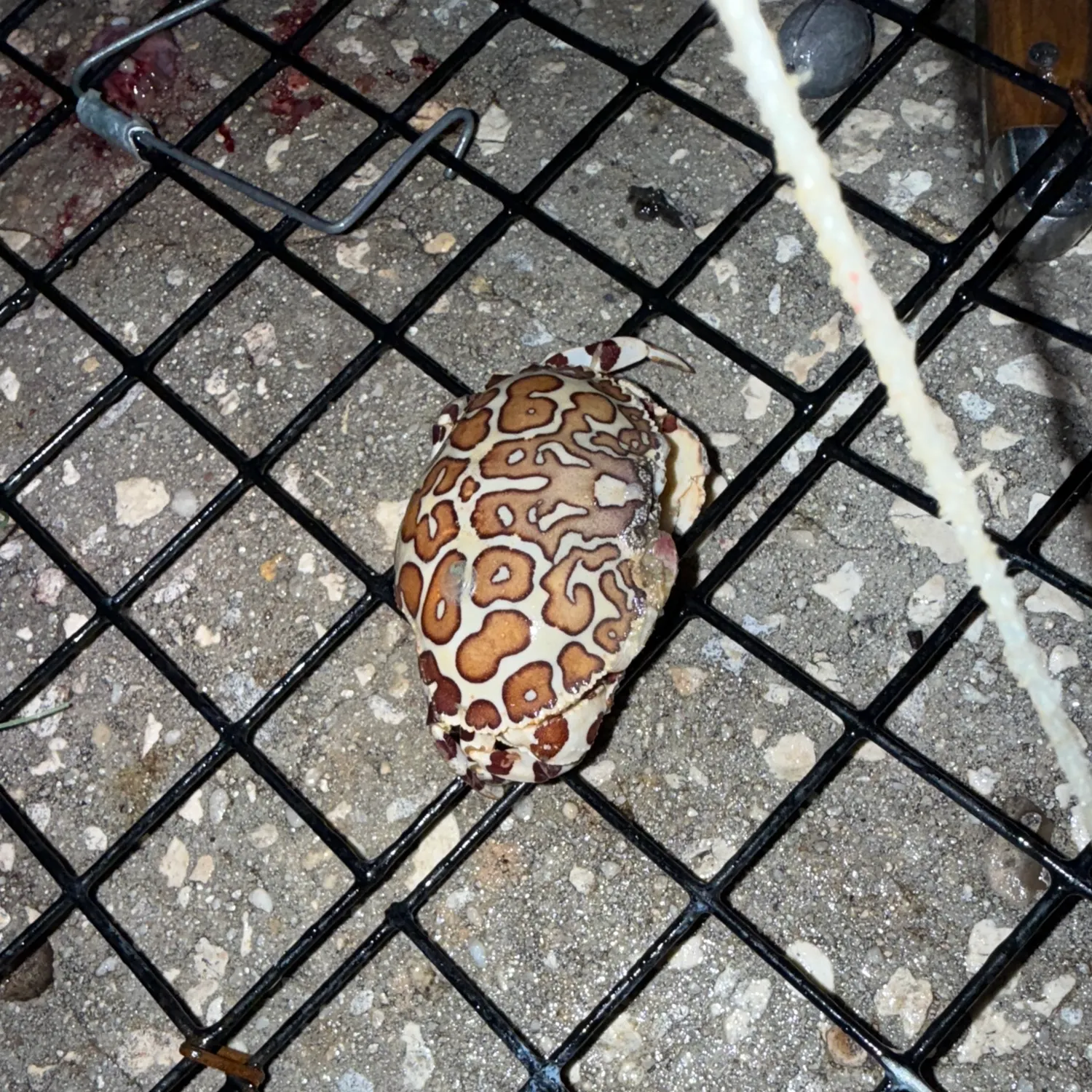 The most recent Spotted reef crab catches on Fishbrain