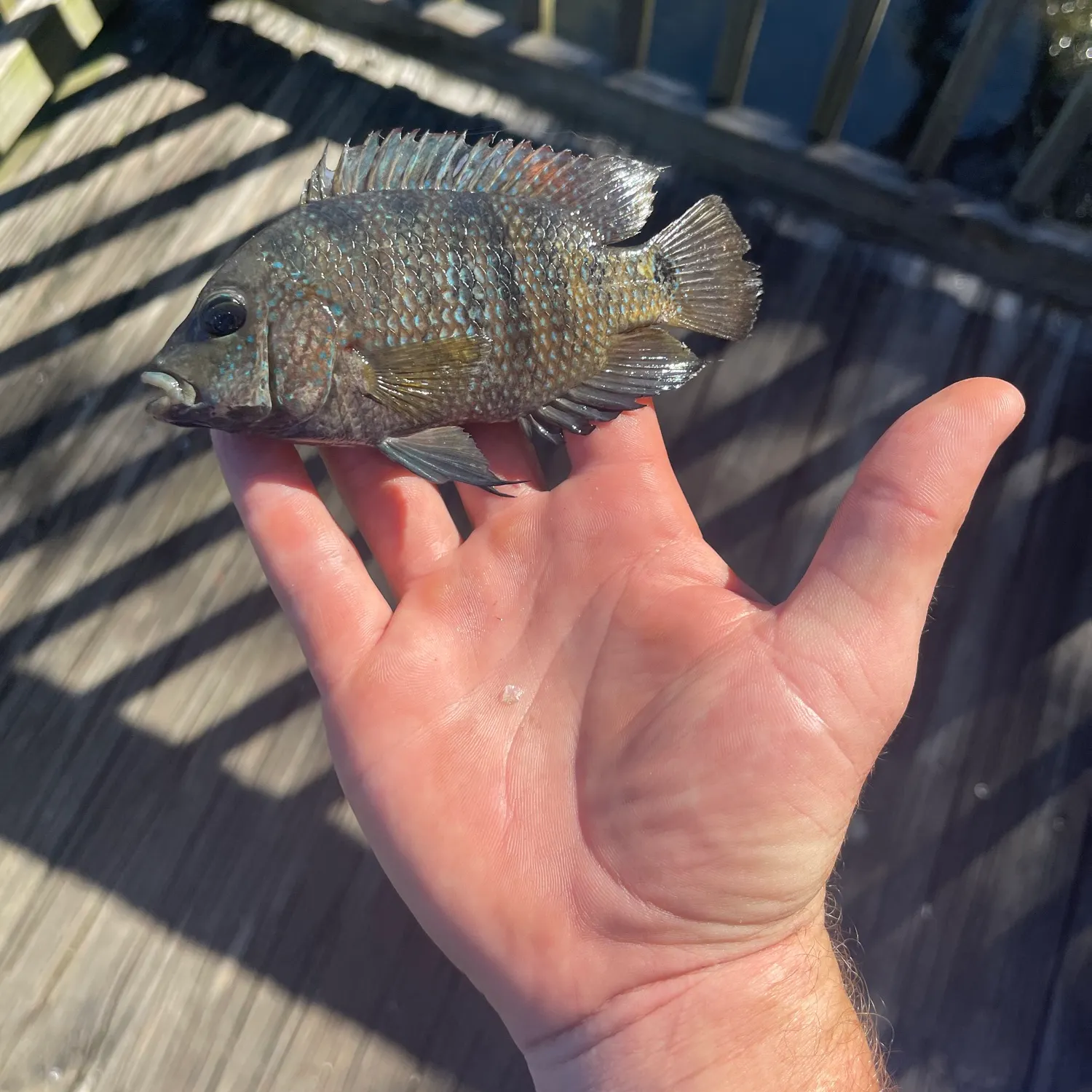 Rio Grande cichlid caught on Fishbrain