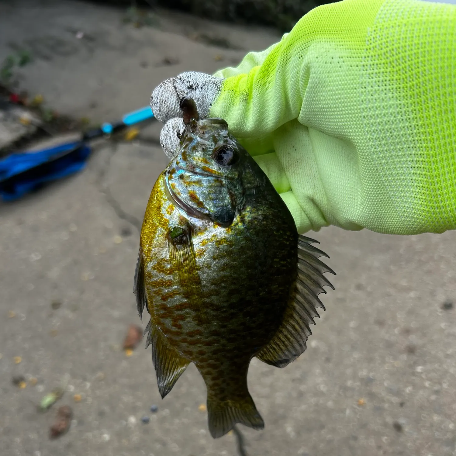 Bluegill caught on Fishbrain