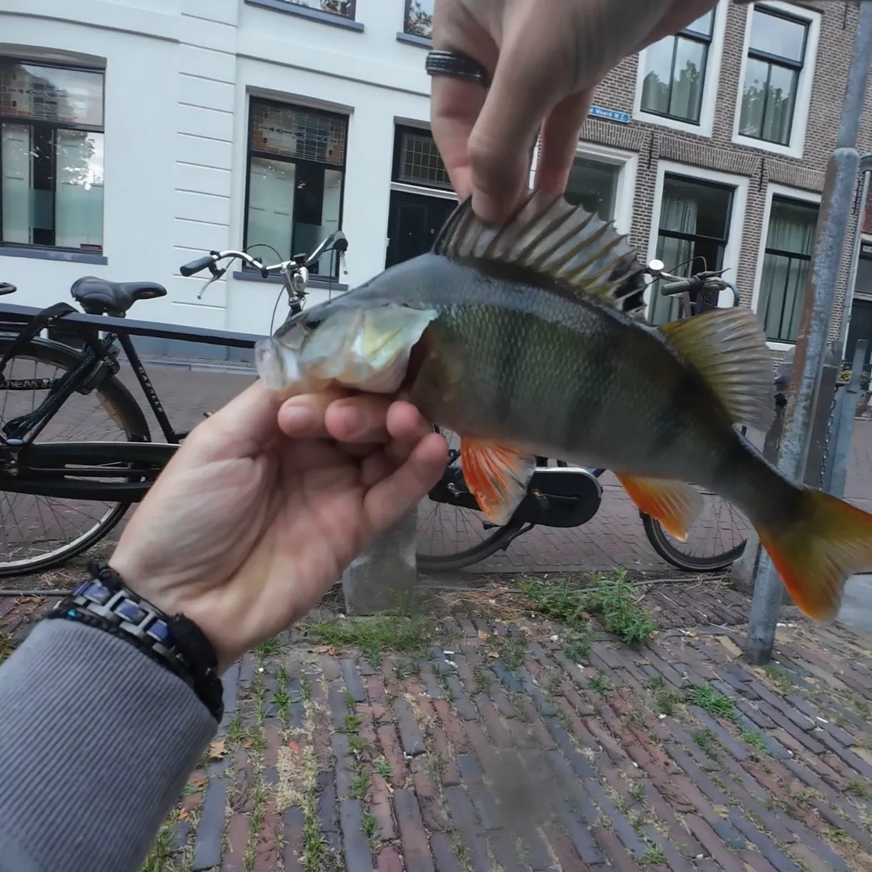 European perch caught on Fishbrain