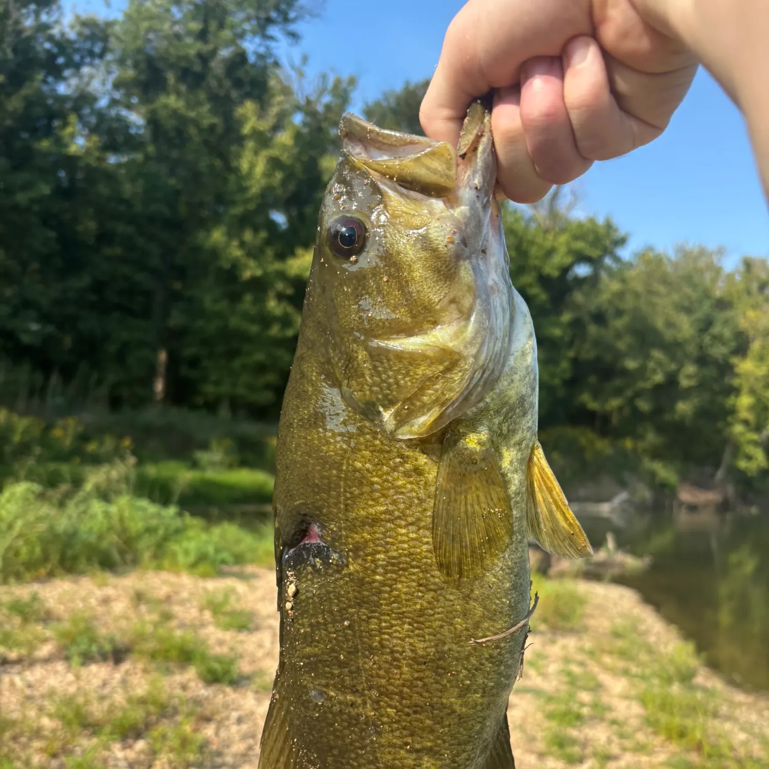 Smallmouth bass caught on Fishbrain