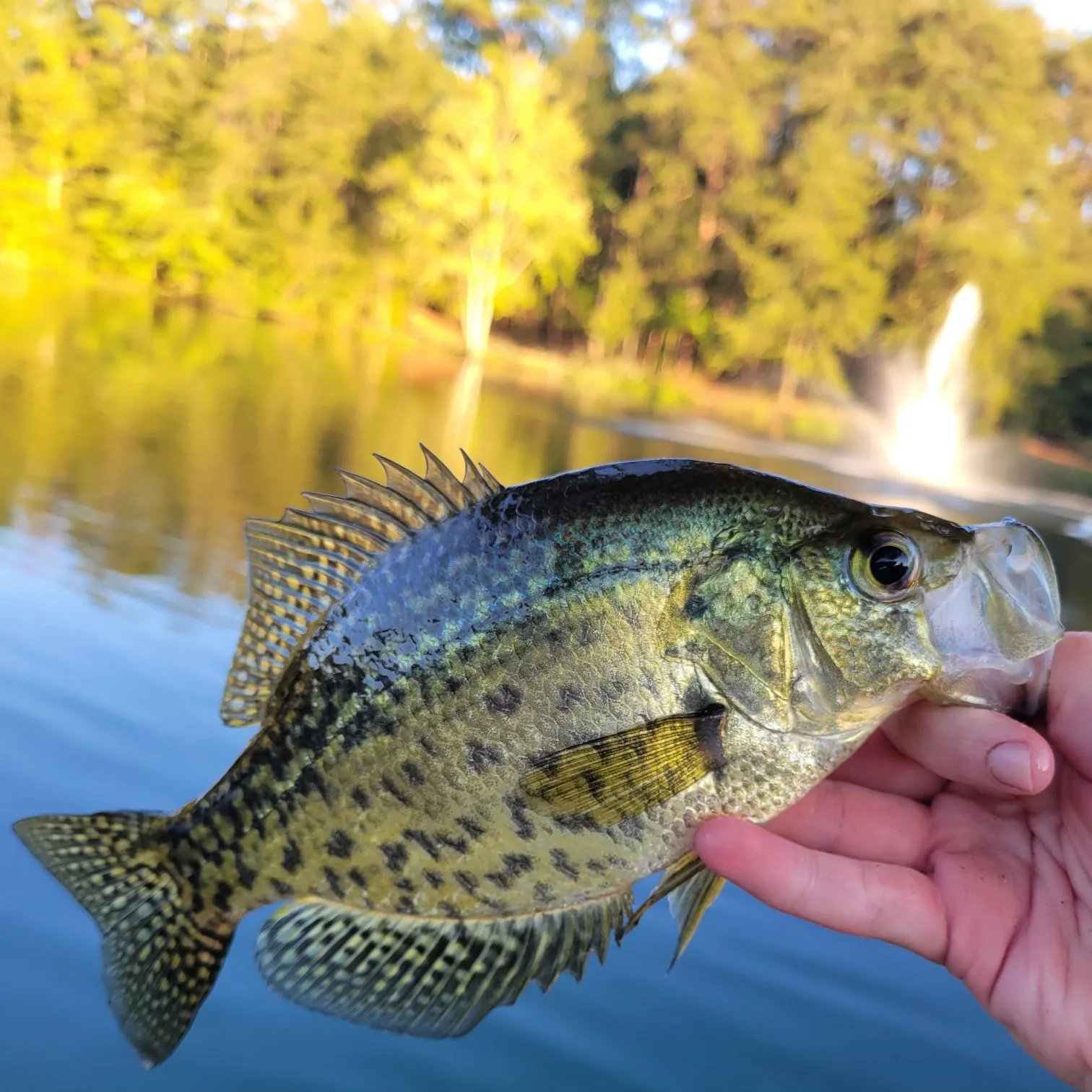 Black crappie caught on Fishbrain
