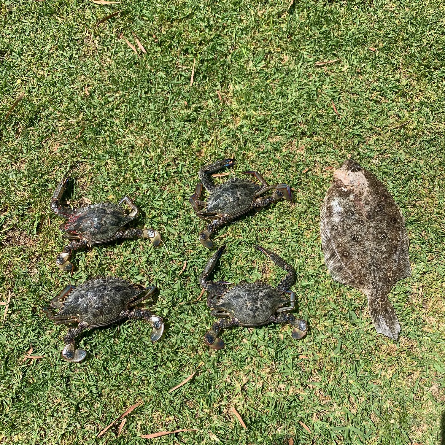 The most recent Blue swimmer crab catches on Fishbrain