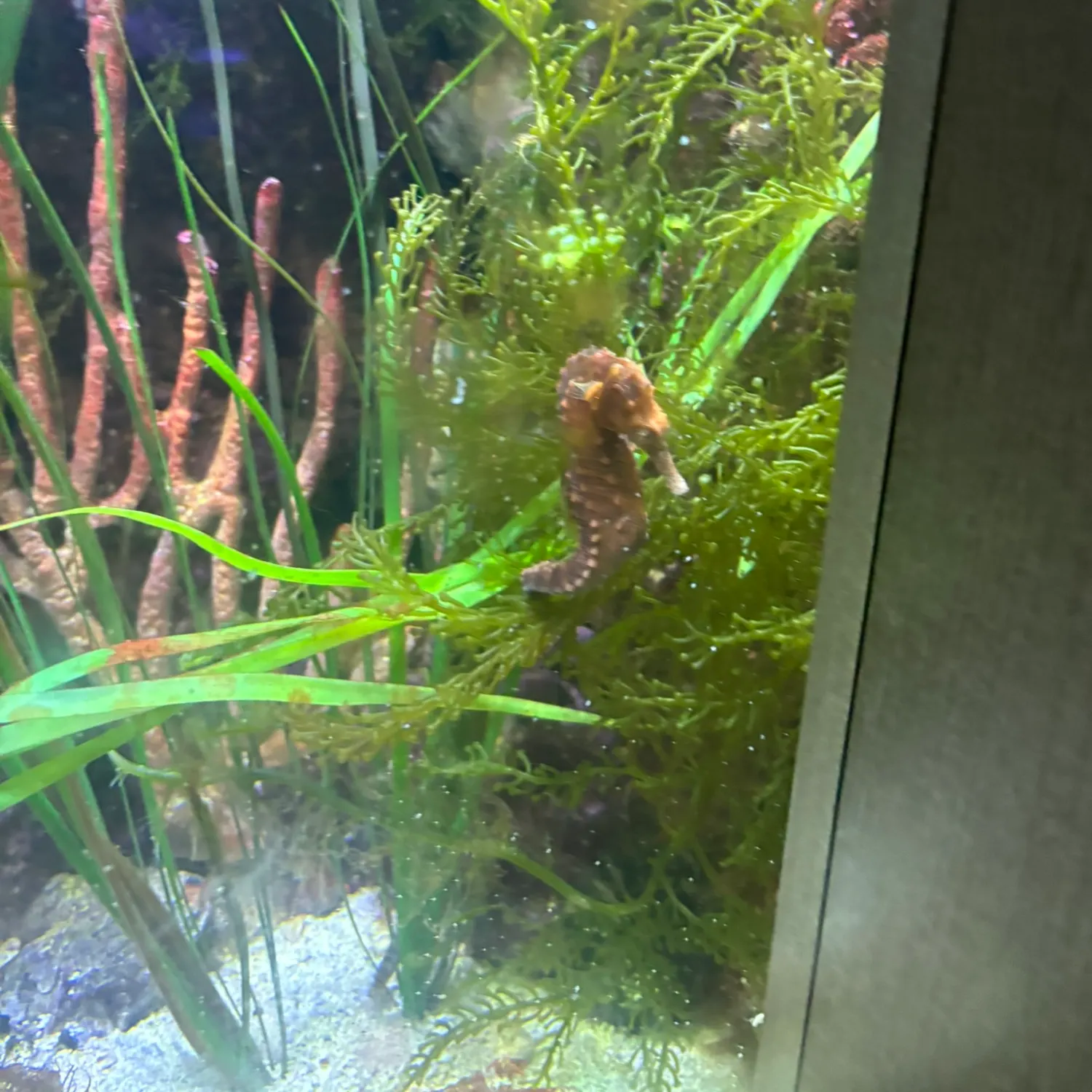 The most recent Great seahorse catches on Fishbrain