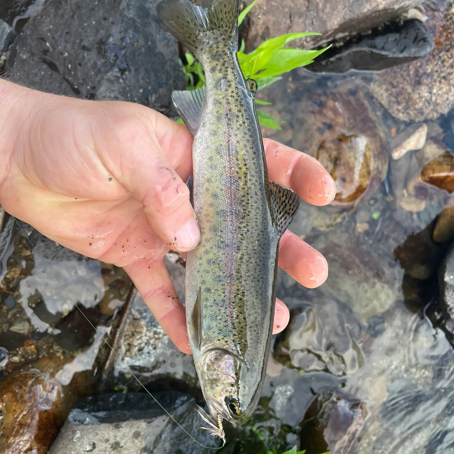 The most recent Columbia river redband trout catches on Fishbrain