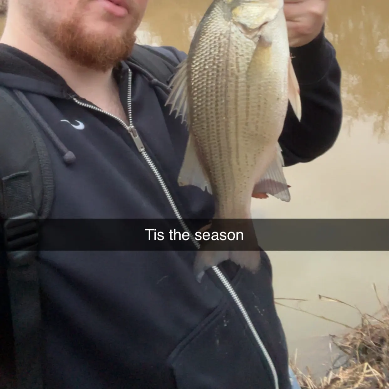 The most recent White bass catches on Fishbrain