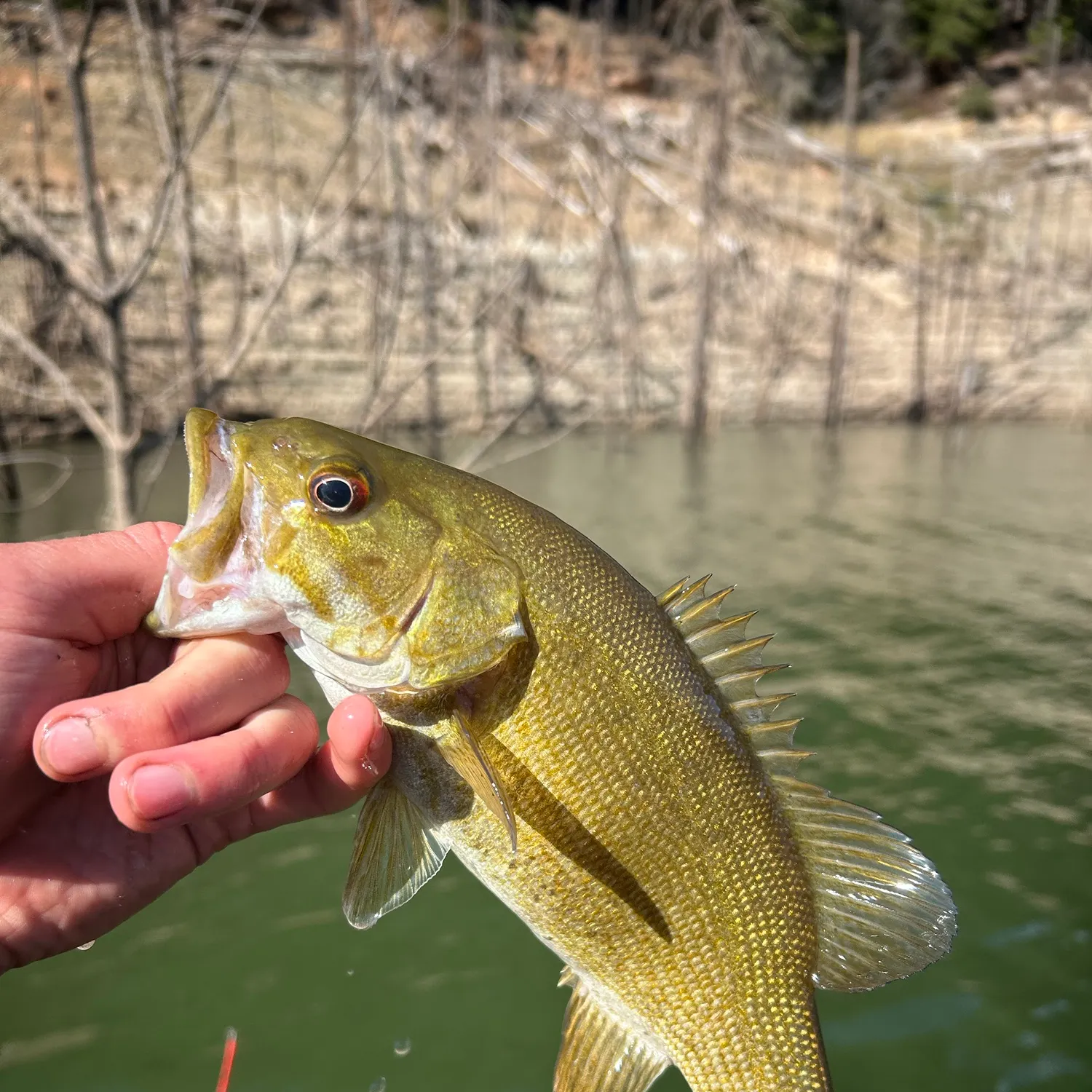 Smallmouth bass caught on Fishbrain