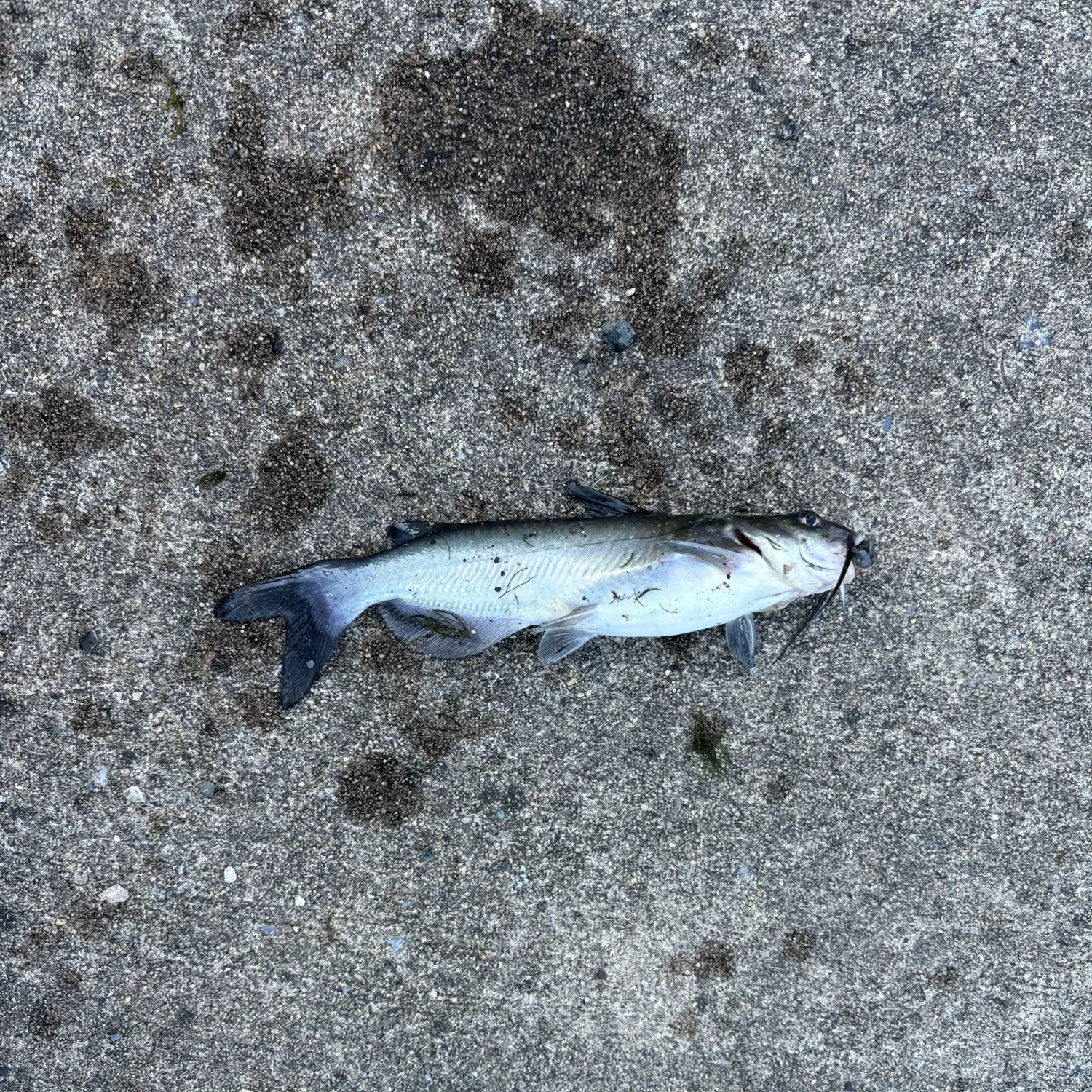 Blue catfish caught on Fishbrain