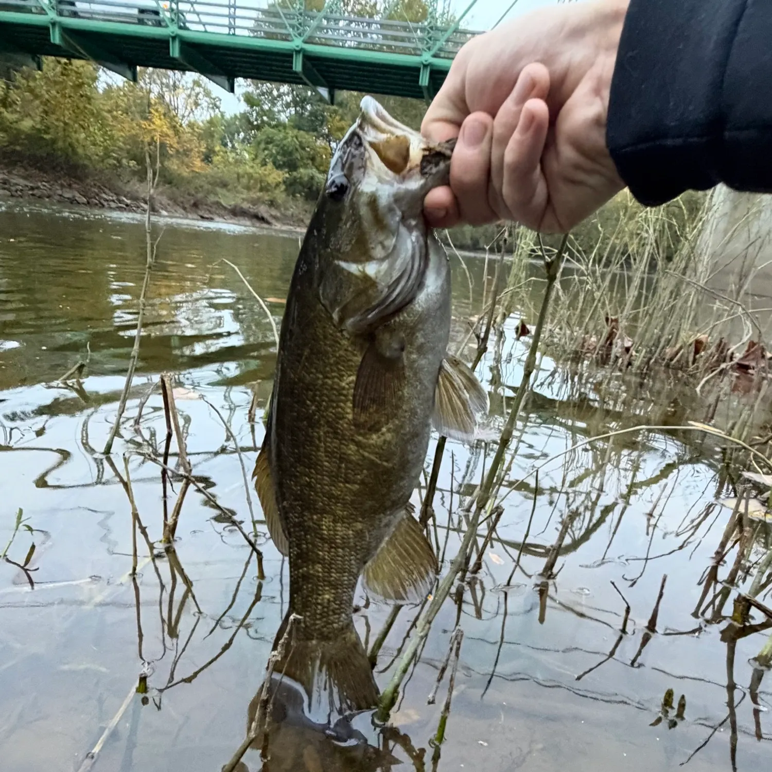 Smallmouth bass caught on Fishbrain