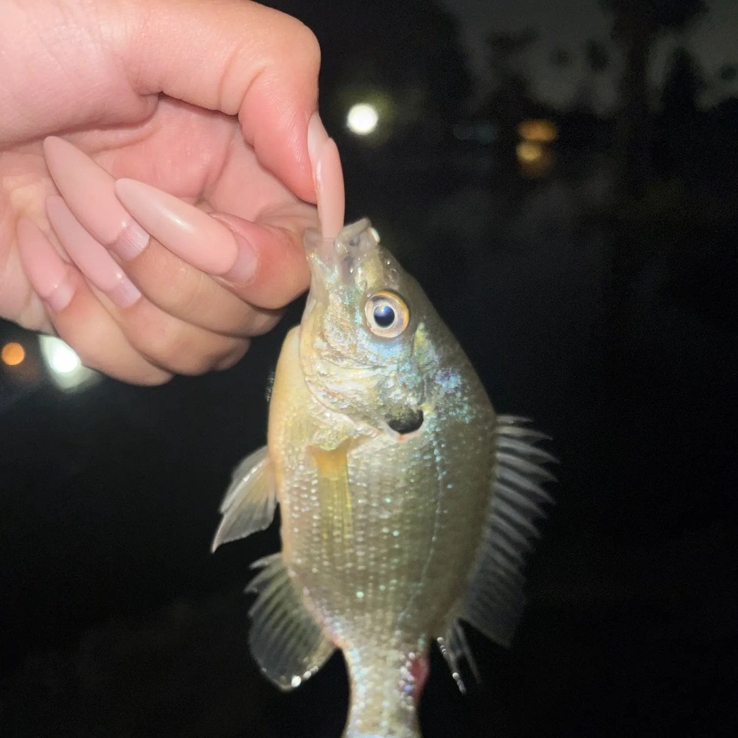 Redear sunfish caught on Fishbrain