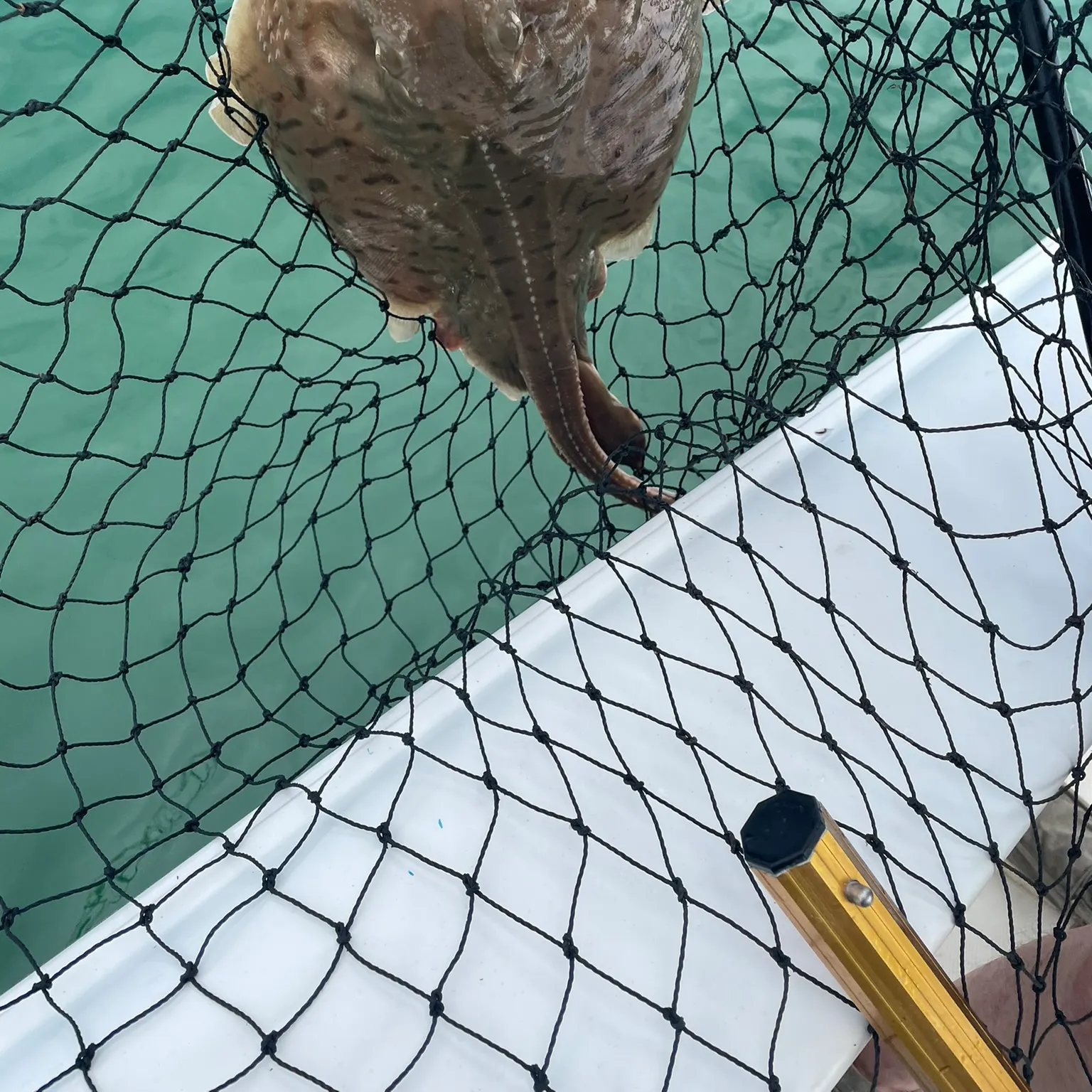 The most recent Blue skate catches on Fishbrain