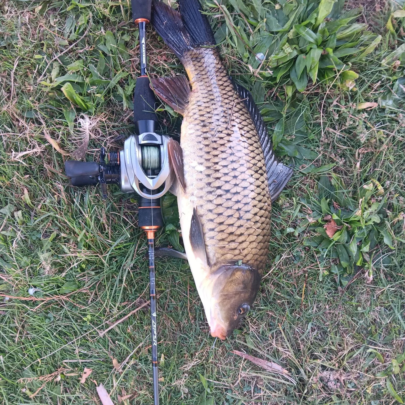 Common carp caught on Fishbrain