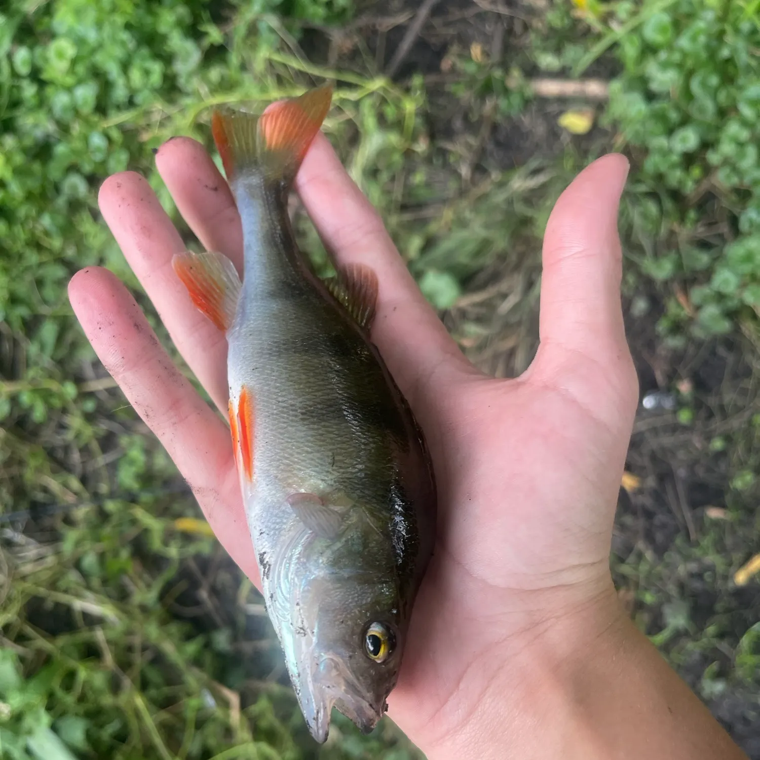 Fish caught on Fishbrain