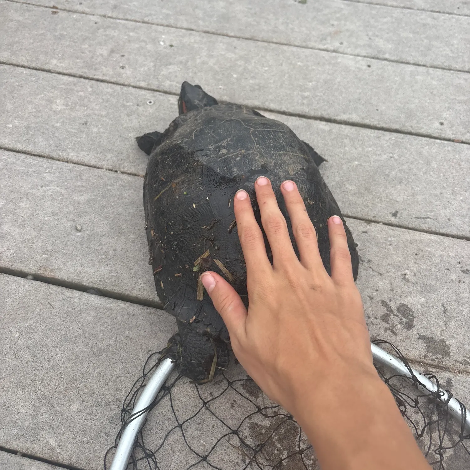 Pond slider turtle caught on Fishbrain