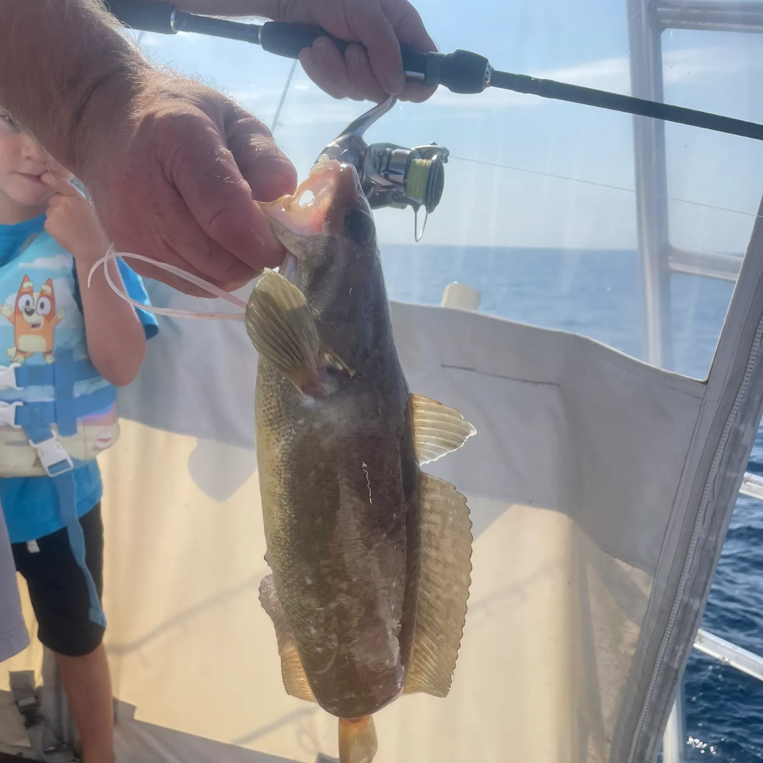The most recent Red hake catches on Fishbrain