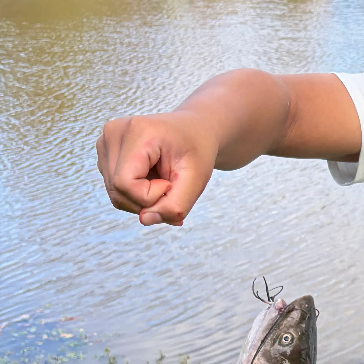 Black bullhead caught on Fishbrain