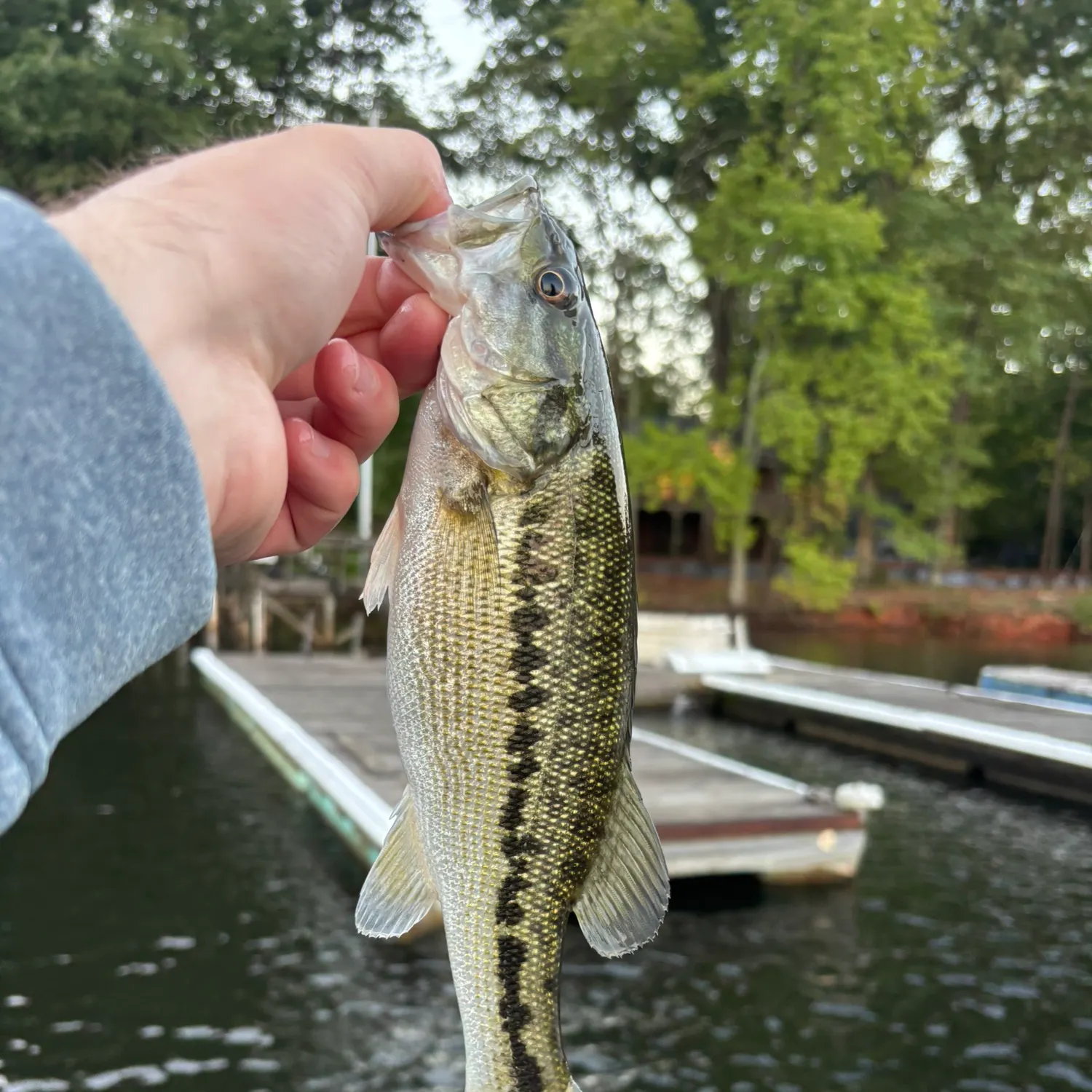 Spotted bass caught on Fishbrain