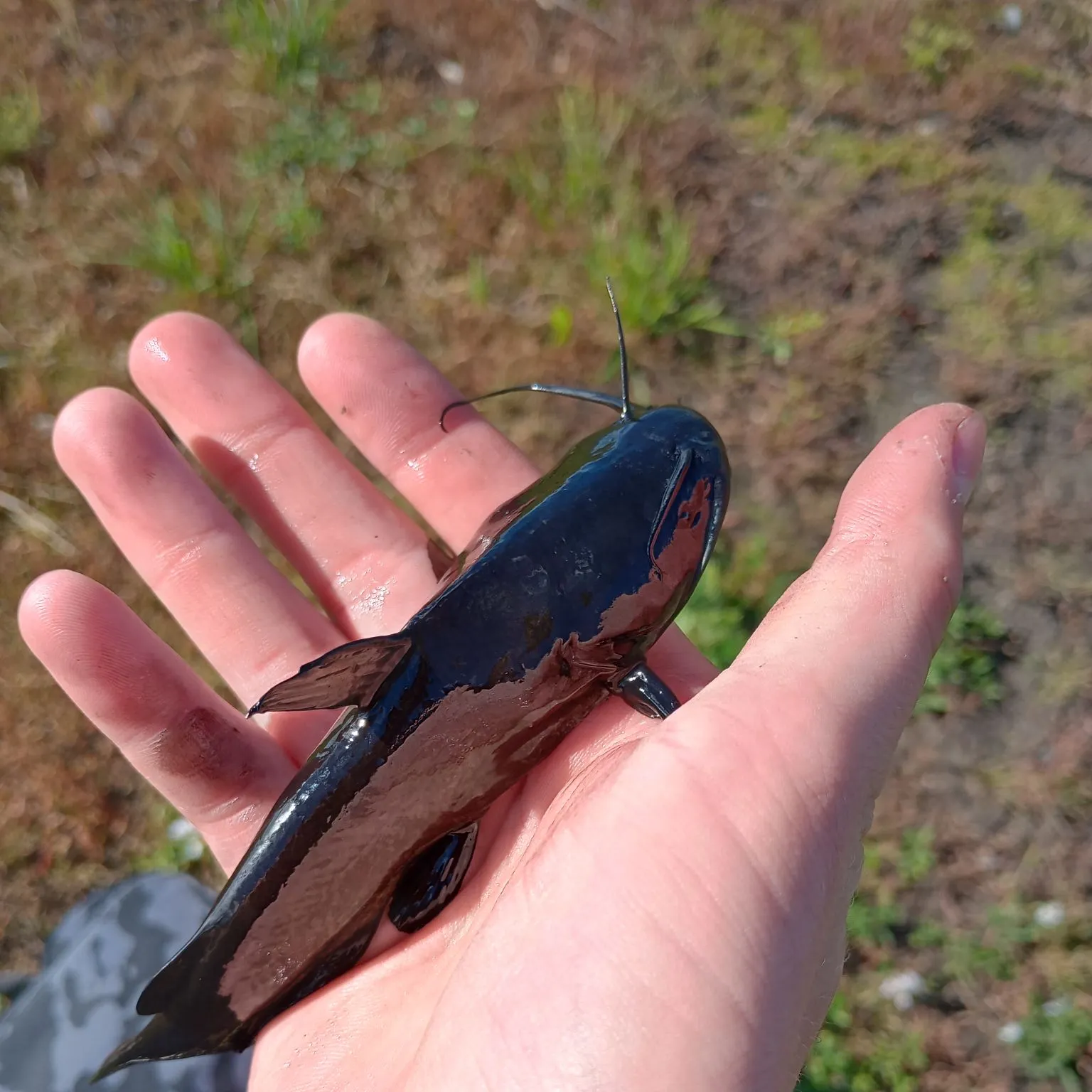 Black bullhead caught on Fishbrain