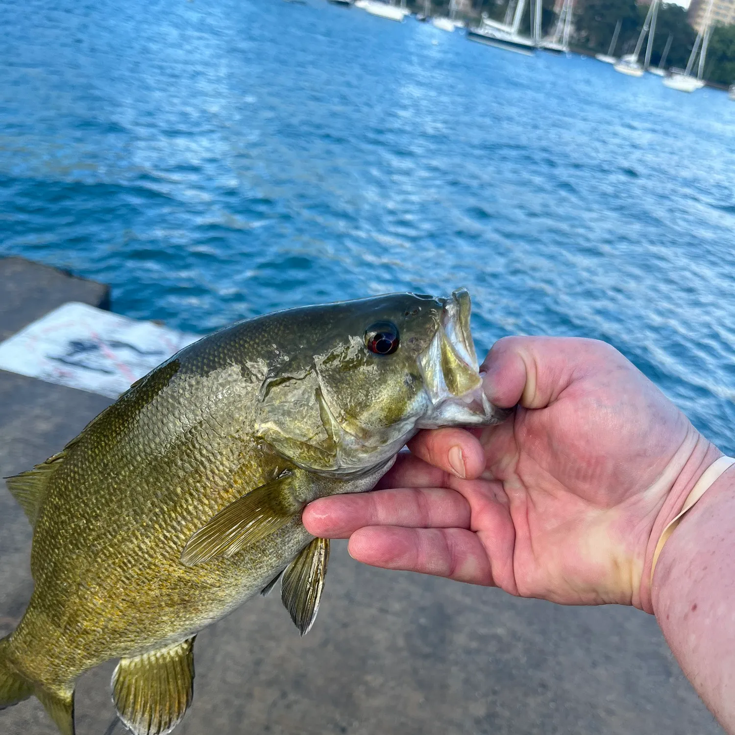 Smallmouth bass caught on Fishbrain