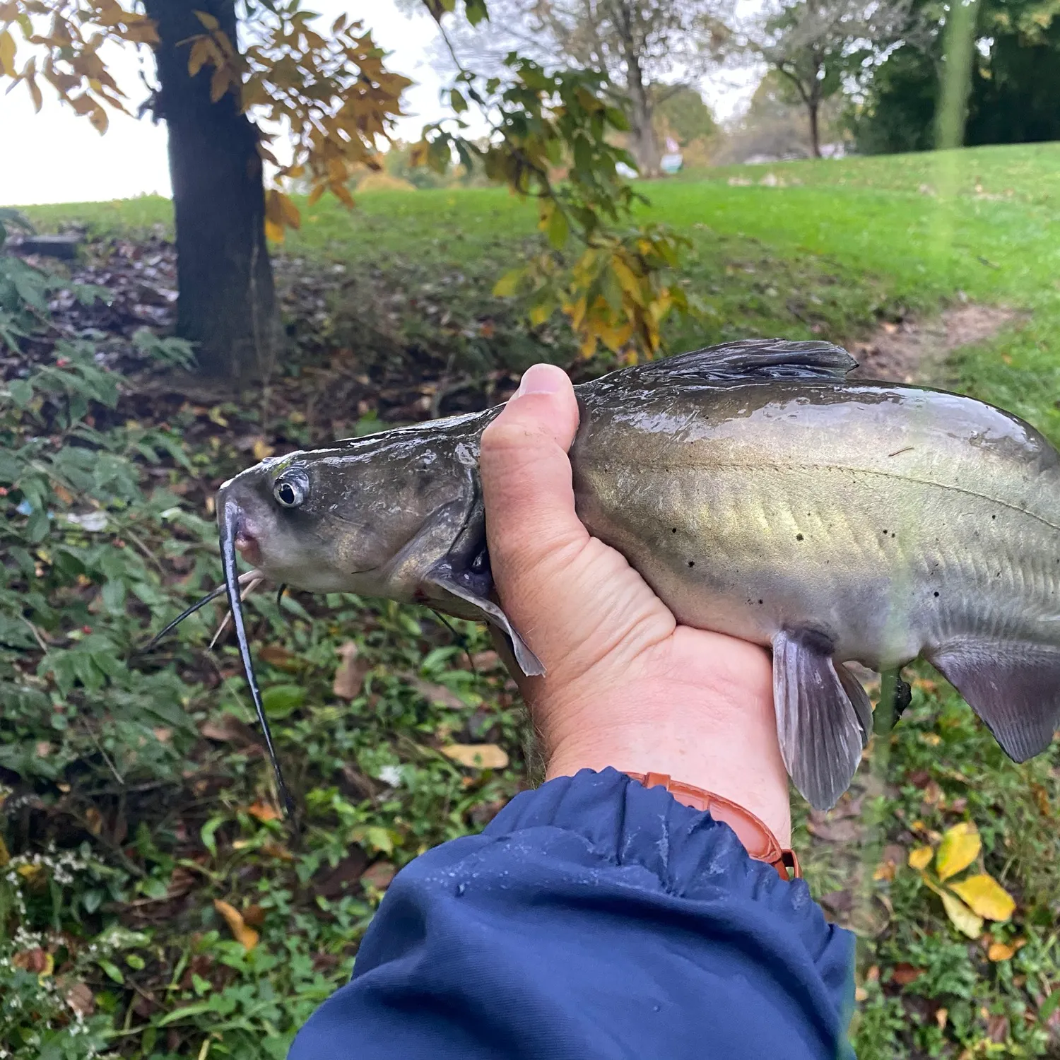 Channel catfish caught on Fishbrain