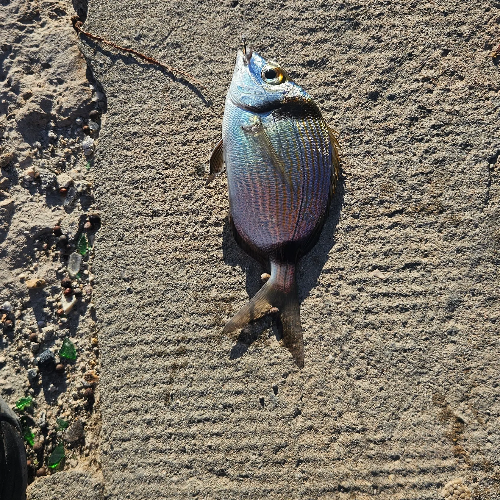 The most recent White seabream catches on Fishbrain