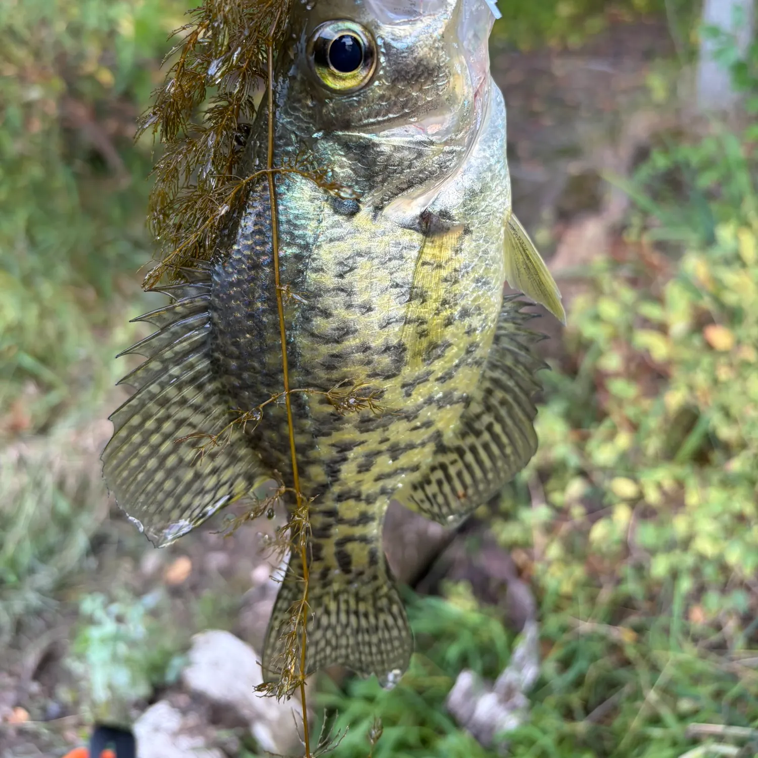 White crappie caught on Fishbrain