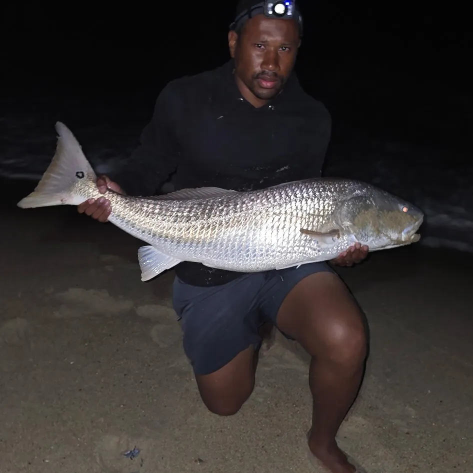 Red drum caught on Fishbrain